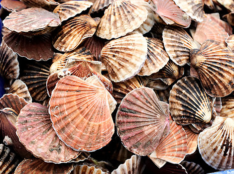 scallops and marine bivalve mollusks