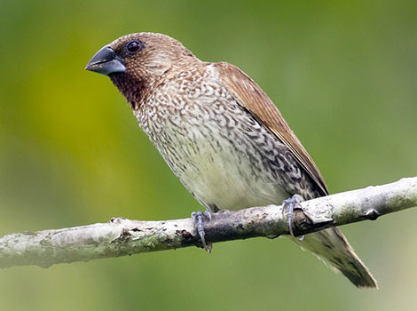 scaly-breasted munia flock and grassland habitat