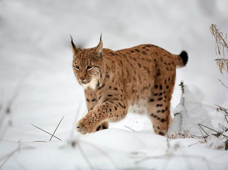 scandinavian lynx and forest-dwelling wildcat