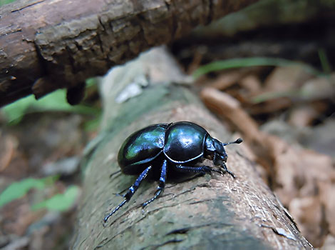 scarab beetle dung rolling and natural behavior close-up