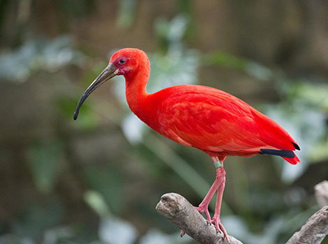 scarlet ibis mangrove habitat and red plumage