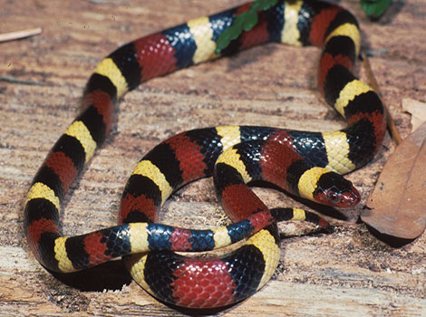 scarlet kingsnake tricolor pattern and fossorial behavior