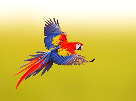 scarlet macaw with colorful plumage flying in rainforest