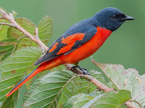 scarlet minivet and mixed foraging flock