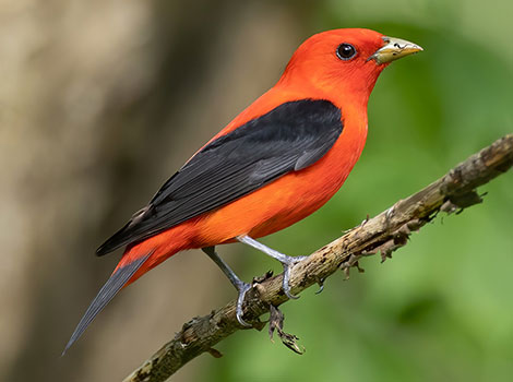 scarlet tanager and bright songbird