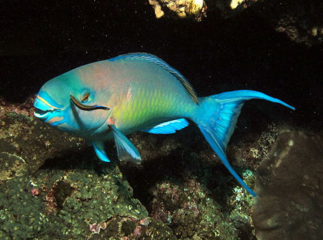parrotfish scarus and colorful reef activity
