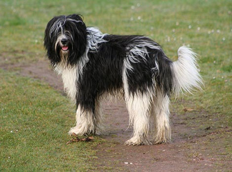 schapendoes herding behavior and Dutch origin
