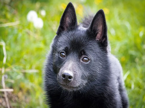 schipperke and belgian small watchdog