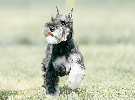 schnauzer wiry coat and intelligent behavior