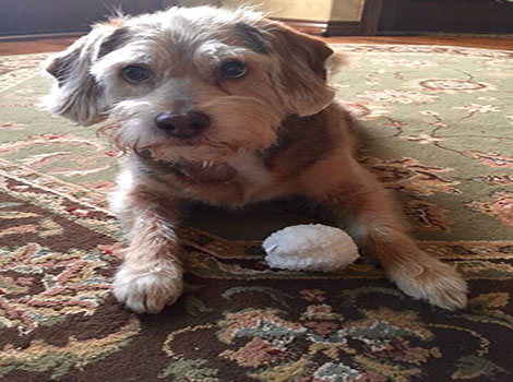 schneagle and schnauzer beagle mix dog