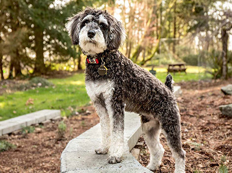 schnoodle and hybrid dog breed
