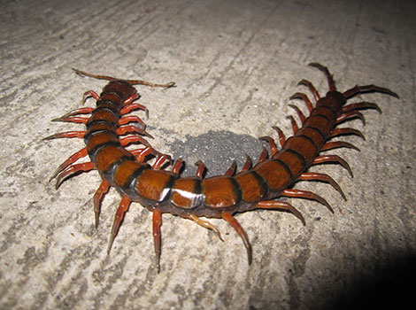 scolopendra and venomous centipede predator