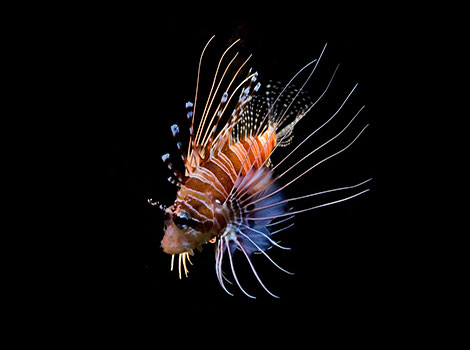 scorpion fish venomous spines and seabed camouflage