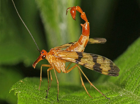 scorpionfly and elongated body structure