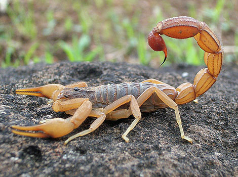 scorpions and venomous desert arachnids