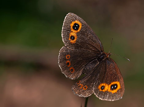 scotch argus butterfly grassland habitat and delicate wings