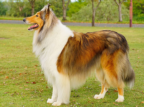 scotch collie and herding abilities
