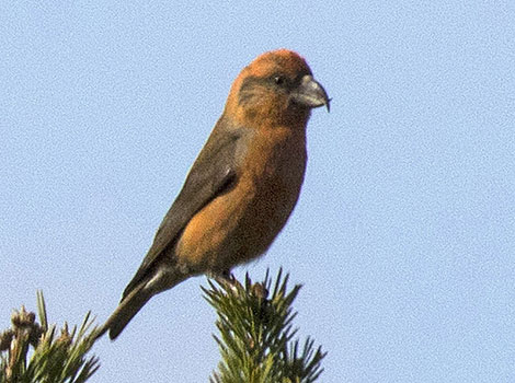 scottish crossbill conifer habitat and pine cone feeding behavior