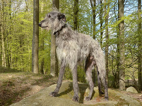 scottish deerhound and hunting breed characteristics