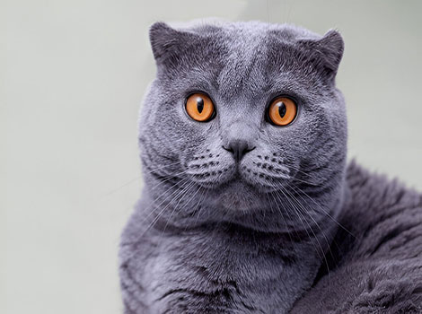 scottish fold cat and ear mutation