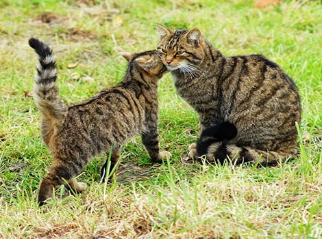 scottish wildcat stalking prey with striped coat
