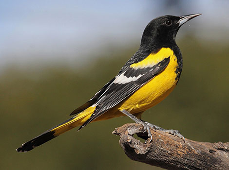scott’s oriole and bright yellow songbird
