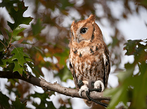 screech owl perched at dusk with large eyes and tufts