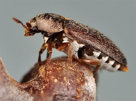 scrimshaw beetle and scavenging behavior