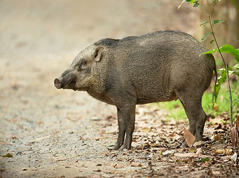 scrofa pig wild foraging and forest habitat