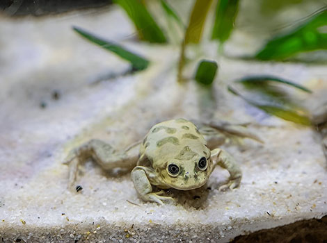 scrotum frog aquatic habitat and oxygen absorption adaptations