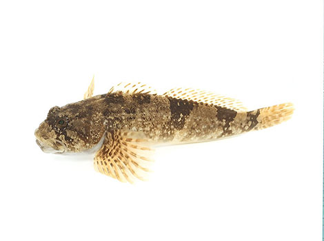 sculpin fish and benthic ambush predator