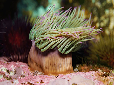 sea anemone stinging tentacles and clownfish symbiosis in coral reef