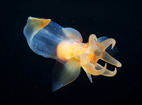 sea angel transparent body and arctic marine habitat
