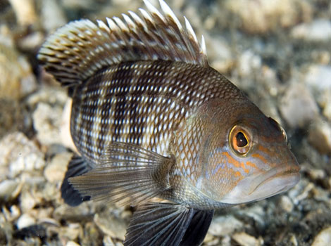 sea bass growth and tropical coral reef habitat