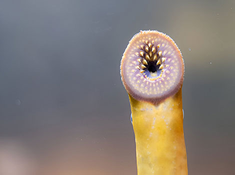sea lamprey parasitic behavior and host attachment