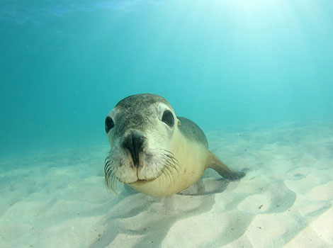 sea lion streamlined body and aquatic adaptation in rocky shores