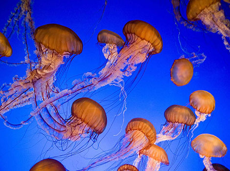sea nettle jellyfish pacific waters and long tentacles
