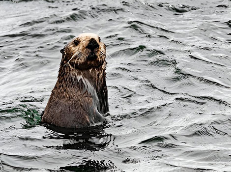 sea otter kelp habitat and shell-cracking behavior