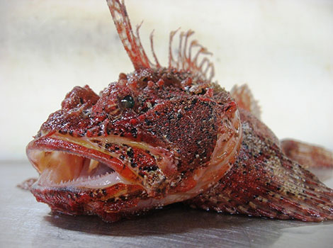 sea raven ocean bottom habitat and spiny scales
