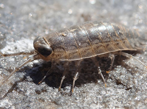 sea-roach-deep-sea-crustacean