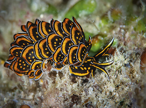 sea slug reef habitat and vibrant pigmentation