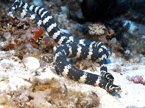 sea snake marine habitat and paddle-like tail
