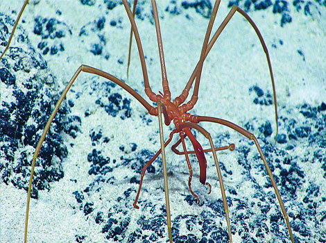 seahorse spider marine habitat and slender legs