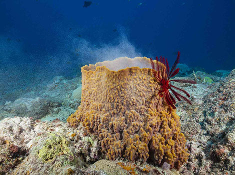 sea sponge reef habitat and water filtration behavior