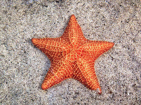 sea star rocky habitat and mollusk feeding behavior