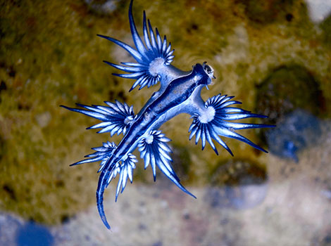 sea swallow and small colorful nudibranch