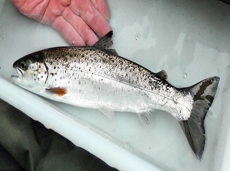sea trout spawning and freshwater migration