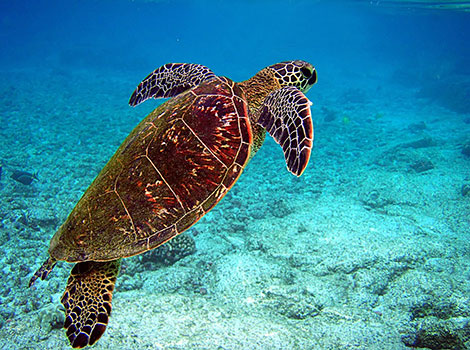 sea turtle ocean habitat and streamlined carapace