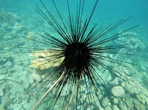 sea urchin camouflage and radial body arrangement in marine habitat