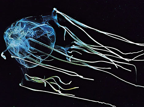 sea wasp and venomous box jellyfish
